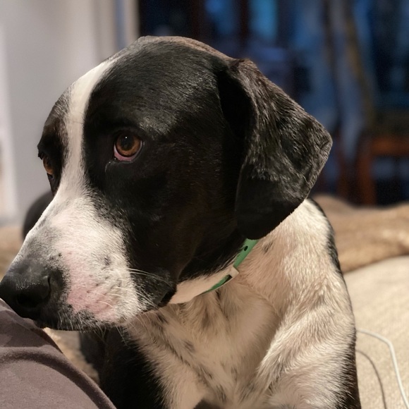 Meet your Posher, Lia - Picture 1 of 1